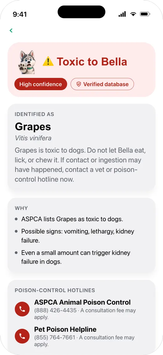 A toxic verdict for grapes, showing high confidence and a verified database match